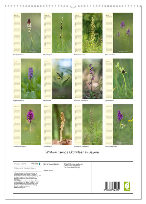 Wildwachsende Orchideen in Bayern (CALVENDO Premium Wandkalender 2027)