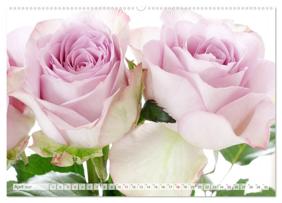 So viele schöne Rosen (CALVENDO Wandkalender 2027)