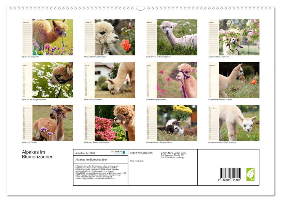 Alpakas im Blumenzauber (CALVENDO Premium Wandkalender 2027)
