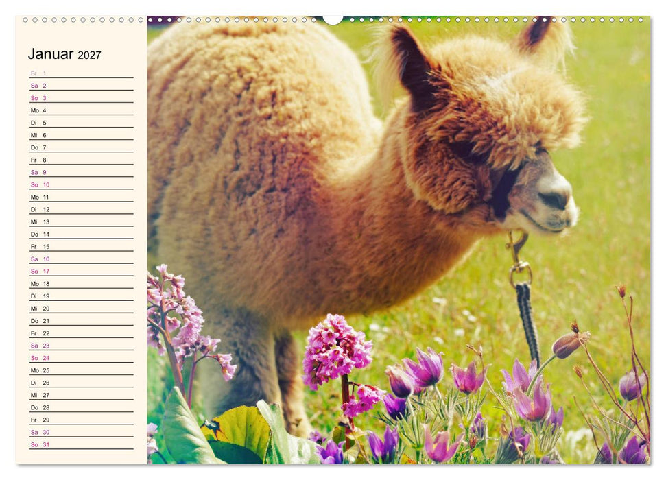 Alpakas im Blumenzauber (CALVENDO Premium Wandkalender 2027)
