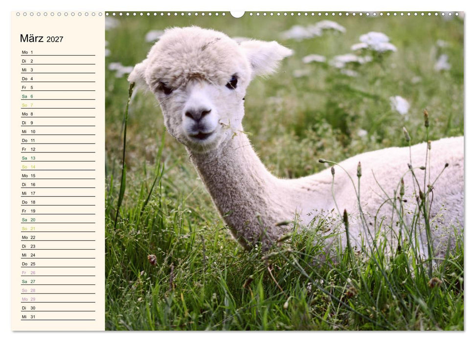 Alpakas im Blumenzauber (CALVENDO Premium Wandkalender 2027)