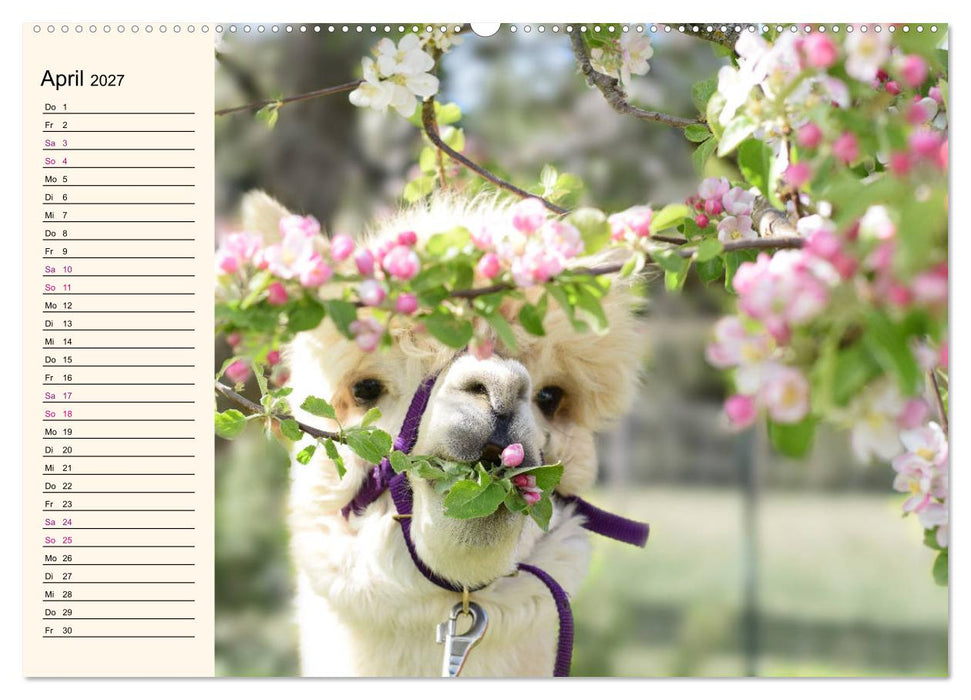 Alpakas im Blumenzauber (CALVENDO Premium Wandkalender 2027)