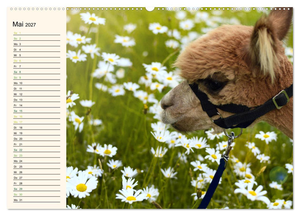 Alpakas im Blumenzauber (CALVENDO Premium Wandkalender 2027)