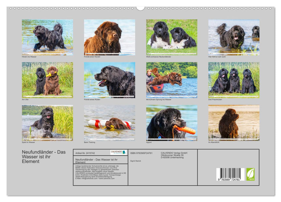 Neufundländer - Das Wasser ist ihr Element (CALVENDO Premium Wandkalender 2027)
