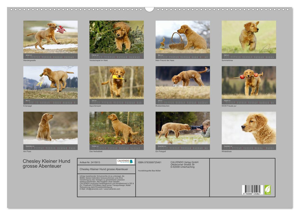 Chesley Kleiner Hund grosse Abenteuer (CALVENDO Wandkalender 2027)