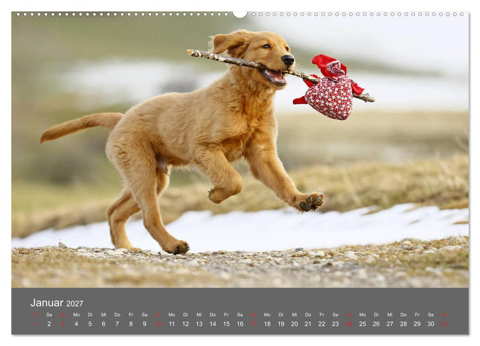 Chesley Kleiner Hund grosse Abenteuer (CALVENDO Wandkalender 2027)