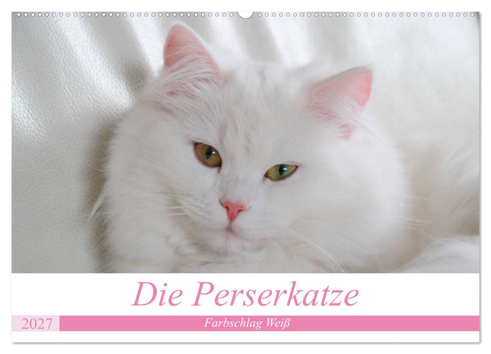 Die Perserkatze - Farbschlag Weiß (CALVENDO Wandkalender 2027)