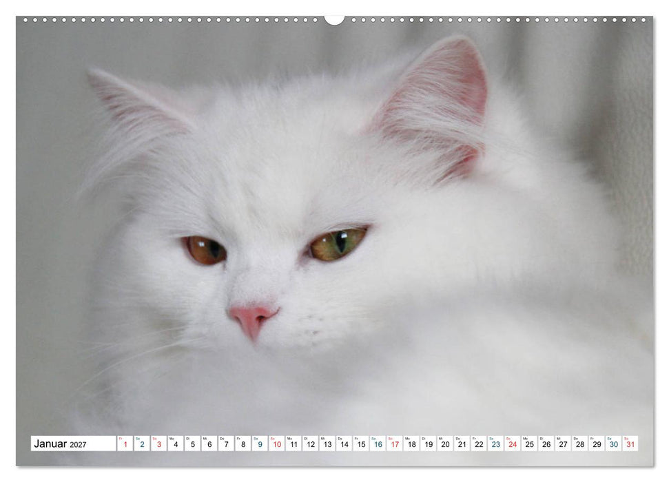 Die Perserkatze - Farbschlag Weiß (CALVENDO Wandkalender 2027)