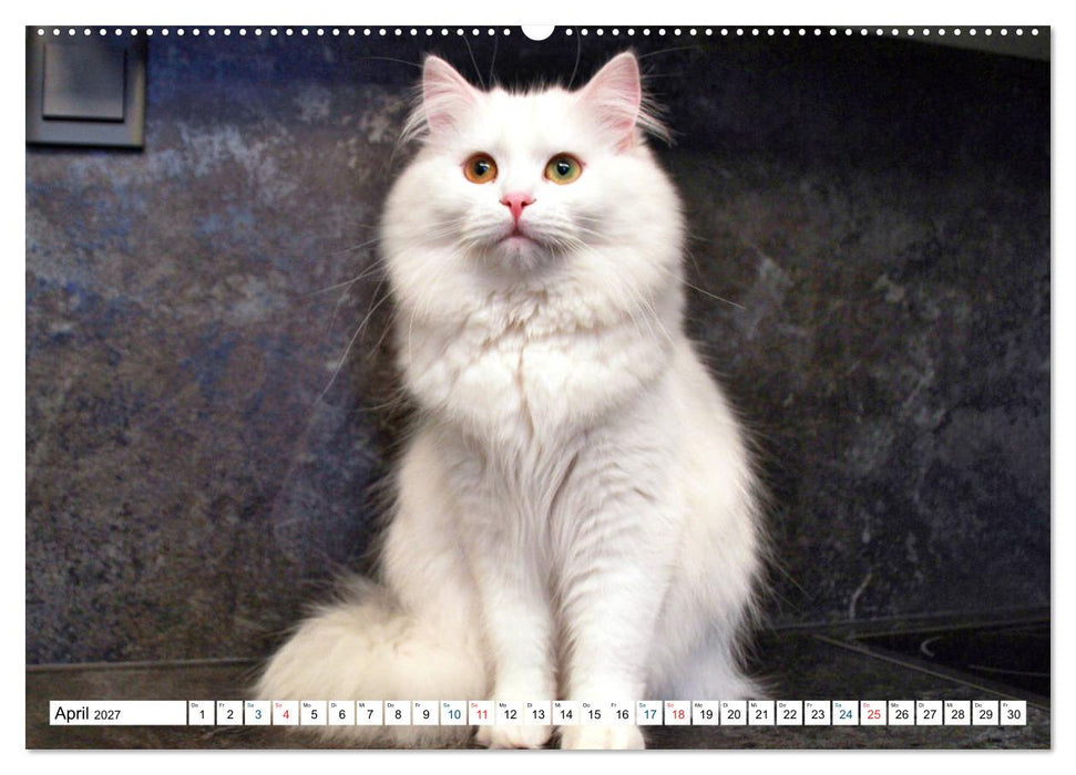 Die Perserkatze - Farbschlag Weiß (CALVENDO Wandkalender 2027)