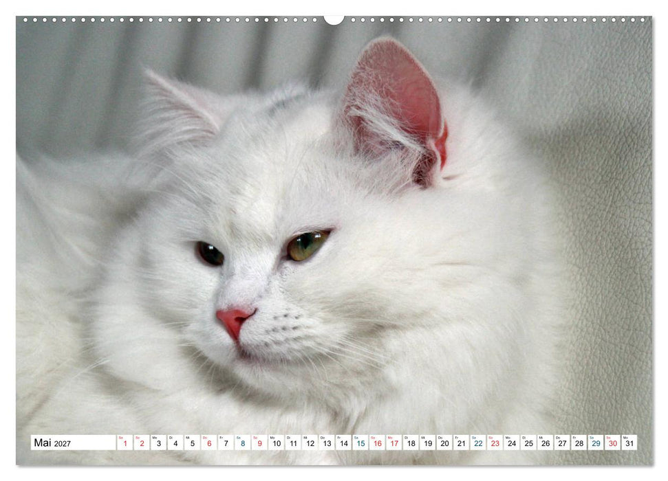 Die Perserkatze - Farbschlag Weiß (CALVENDO Wandkalender 2027)