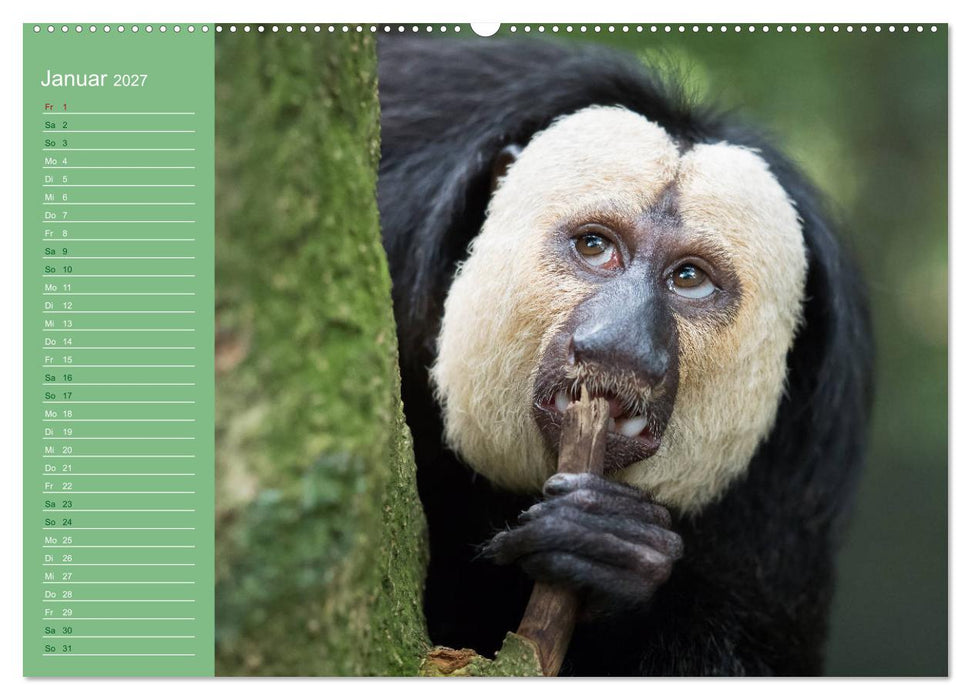 Die vielfältige Welt der Affen (CALVENDO Premium Wandkalender 2027)