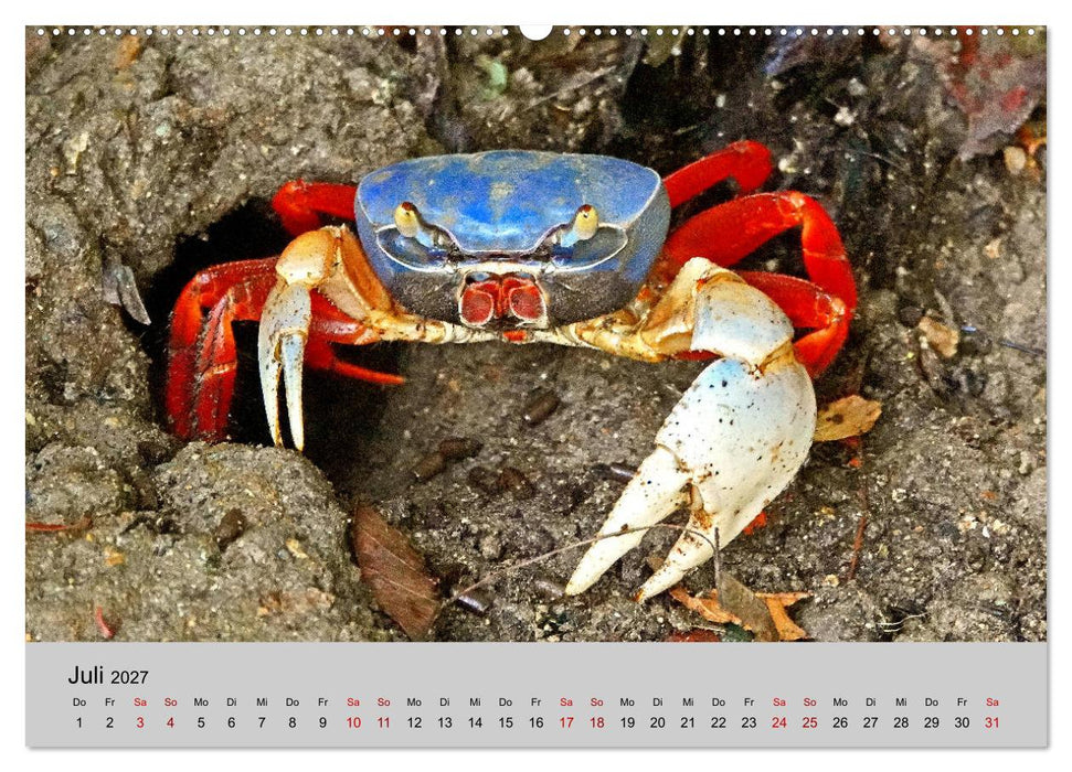 COSTA RICA - Tierische Momente (CALVENDO Premium Wandkalender 2027)