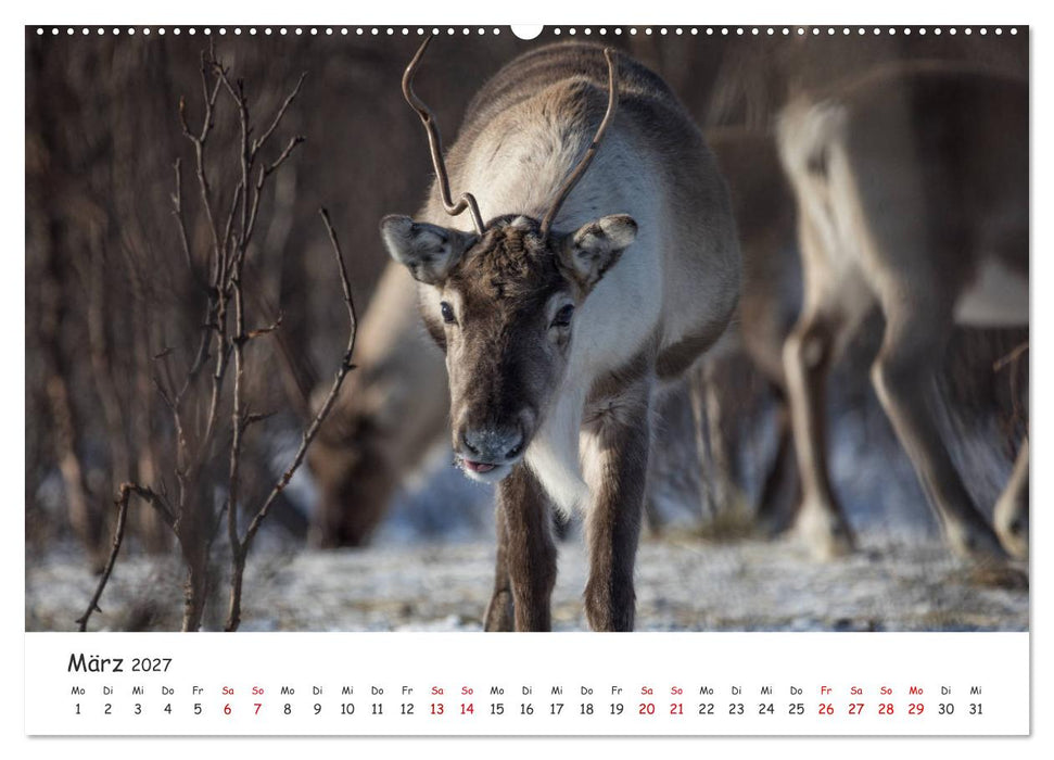 Rentiere (CALVENDO Wandkalender 2027)