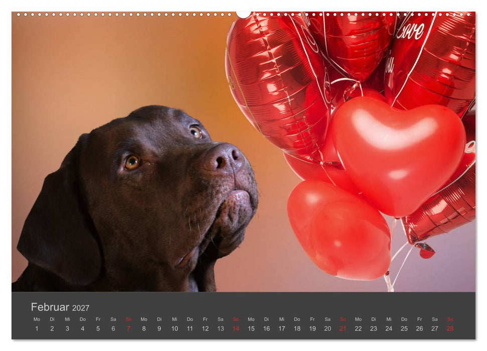 HUNDE LEBEN IST BUNT (CALVENDO Premium Wandkalender 2027)