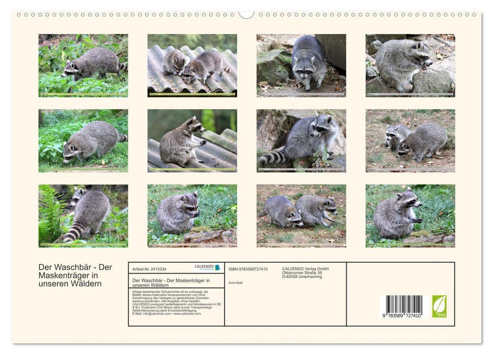 Der Waschbär - Der Maskenträger in unseren Wäldern (CALVENDO Premium Wandkalender 2027)