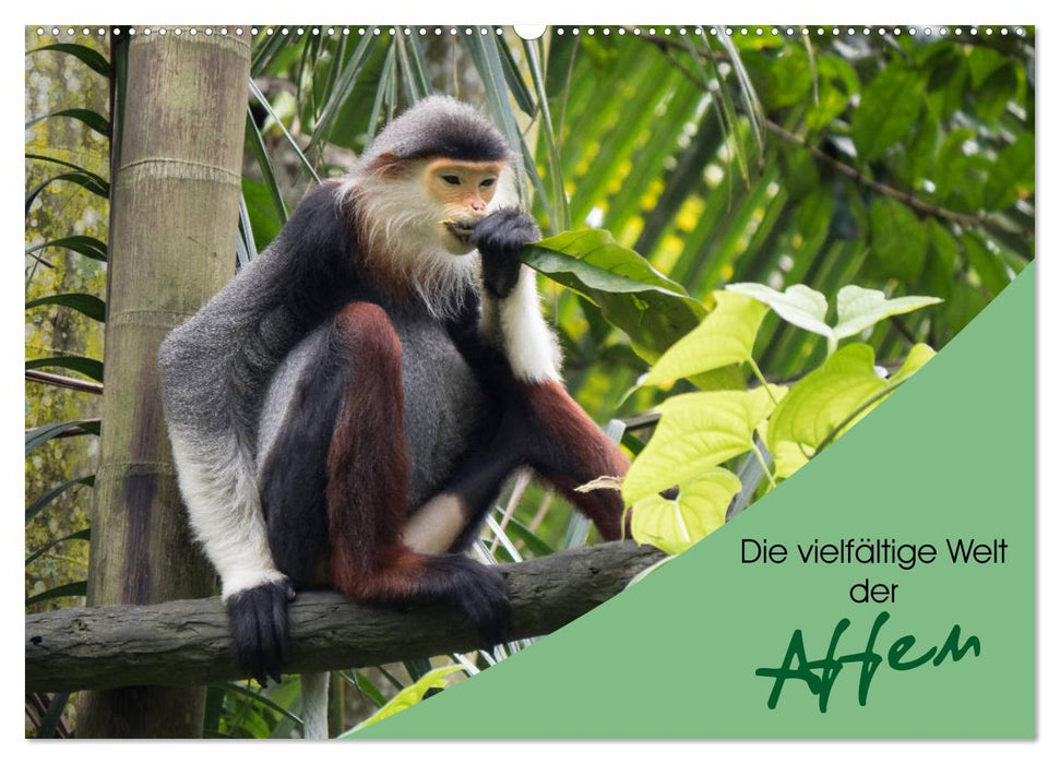 Die vielfältige Welt der Affen (CALVENDO Wandkalender 2027)