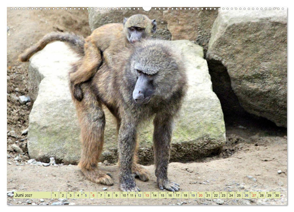 Ganz schön affig - Der Kalender der Affen (CALVENDO Wandkalender 2027)