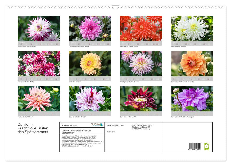 Dahlien - Prachtvolle Blüten des Spätsommers (CALVENDO Wandkalender 2027)