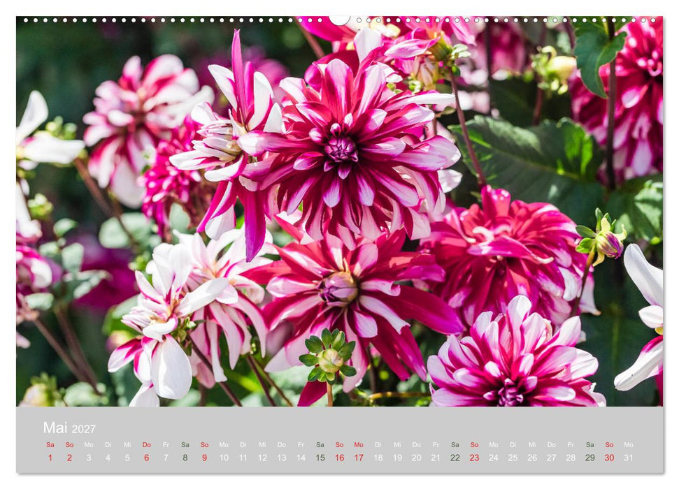 Dahlien - Prachtvolle Blüten des Spätsommers (CALVENDO Wandkalender 2027)