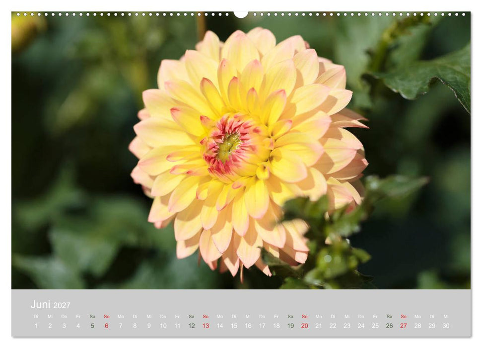Dahlien - Prachtvolle Blüten des Spätsommers (CALVENDO Wandkalender 2027)
