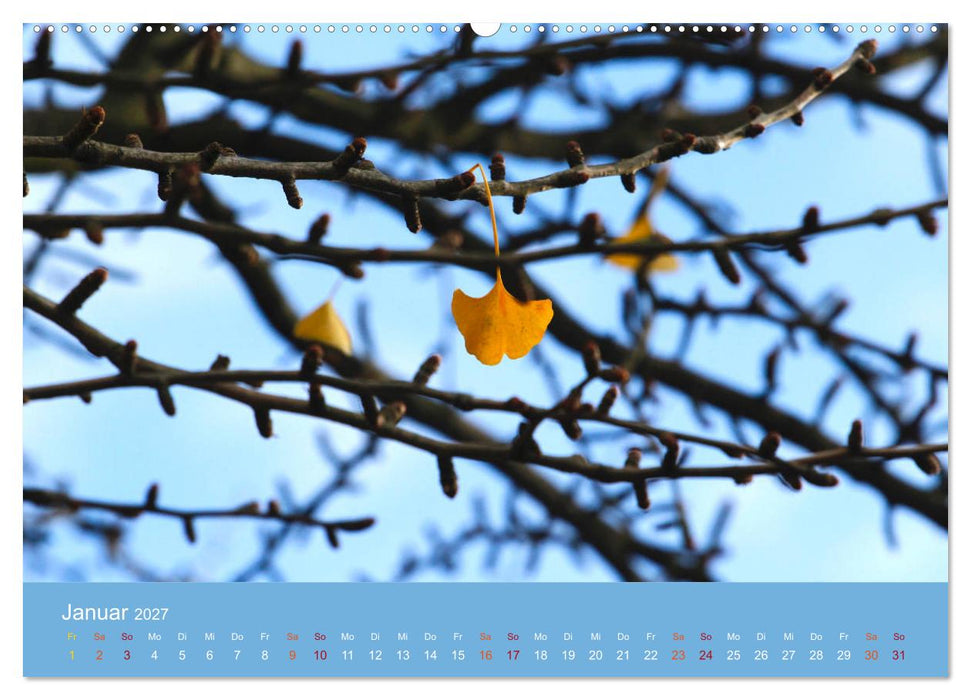 Geliebter Ginkgo (CALVENDO Wandkalender 2027)
