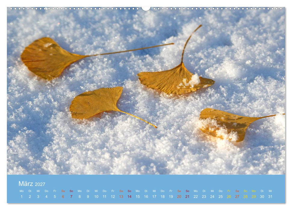 Geliebter Ginkgo (CALVENDO Wandkalender 2027)