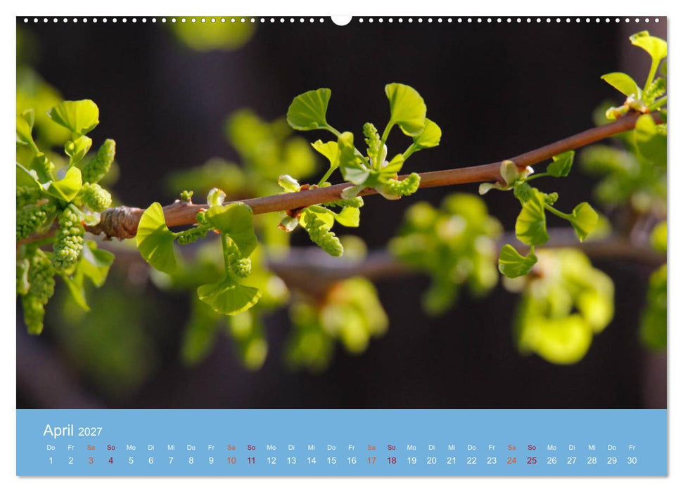 Geliebter Ginkgo (CALVENDO Wandkalender 2027)