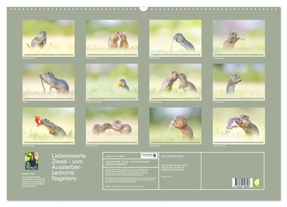 Liebenswerte Ziesel - vom Aussterben bedrohte Nagetiere (CALVENDO Wandkalender 2027)