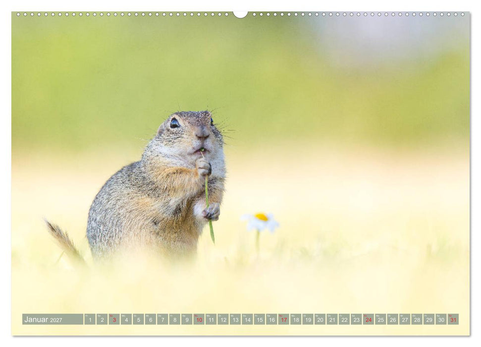 Liebenswerte Ziesel - vom Aussterben bedrohte Nagetiere (CALVENDO Wandkalender 2027)