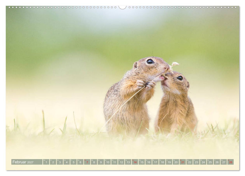 Liebenswerte Ziesel - vom Aussterben bedrohte Nagetiere (CALVENDO Wandkalender 2027)