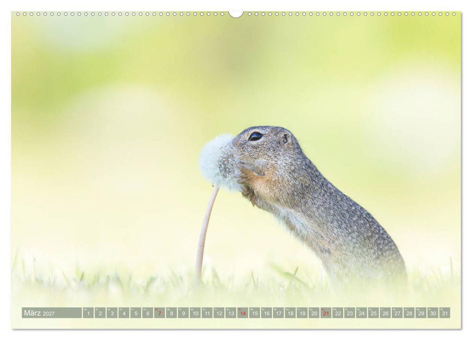 Liebenswerte Ziesel - vom Aussterben bedrohte Nagetiere (CALVENDO Wandkalender 2027)