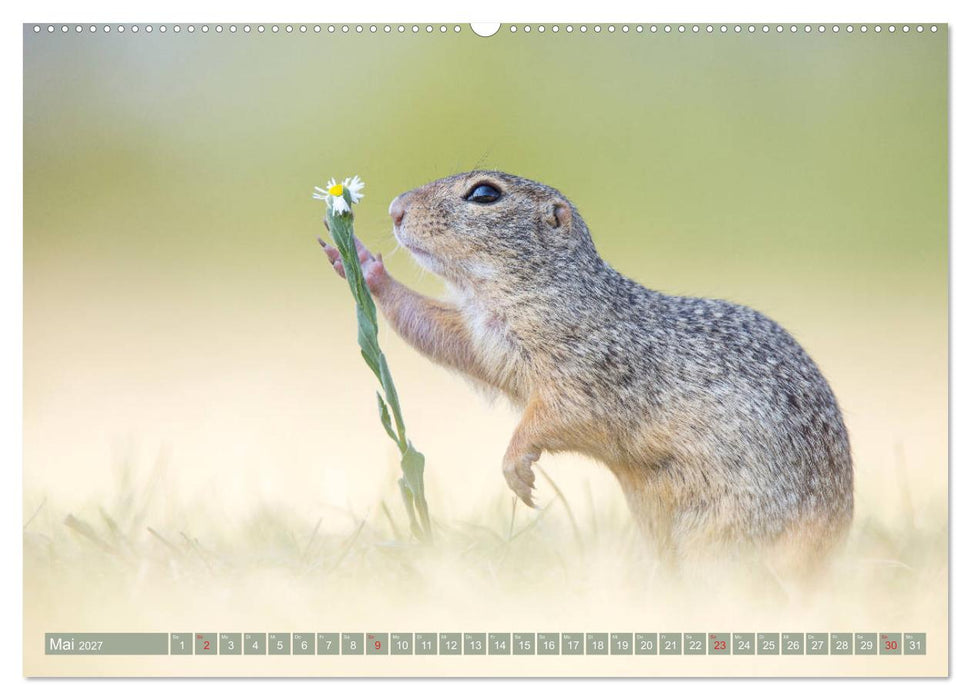 Liebenswerte Ziesel - vom Aussterben bedrohte Nagetiere (CALVENDO Wandkalender 2027)