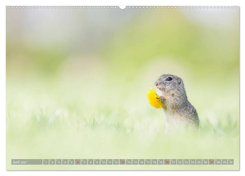 Liebenswerte Ziesel - vom Aussterben bedrohte Nagetiere (CALVENDO Wandkalender 2027)