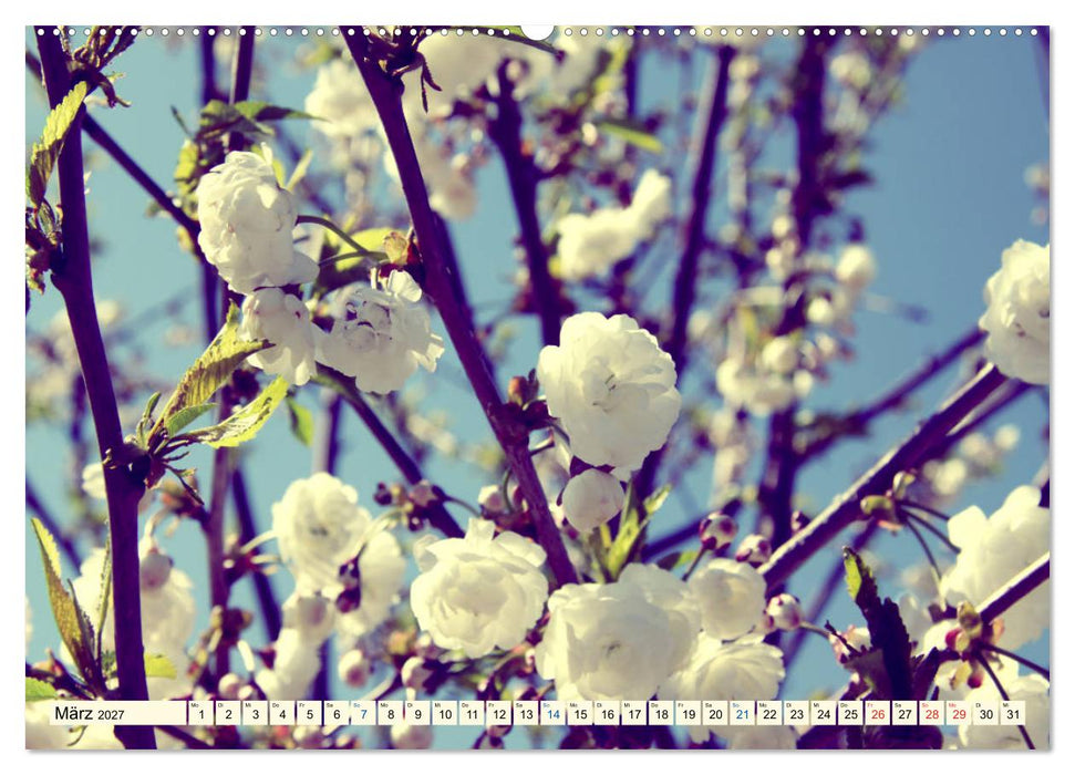 Focus Natur (CALVENDO Wandkalender 2027)