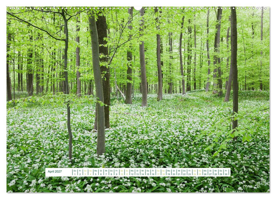 Eifel Natur - magisch schön (CALVENDO Premium Wandkalender 2027)