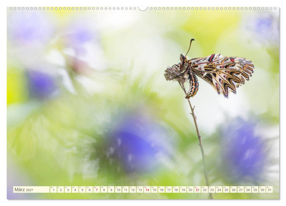 Schmetterlinge in zauberhaften Blumenwiesen (CALVENDO Wandkalender 2027)