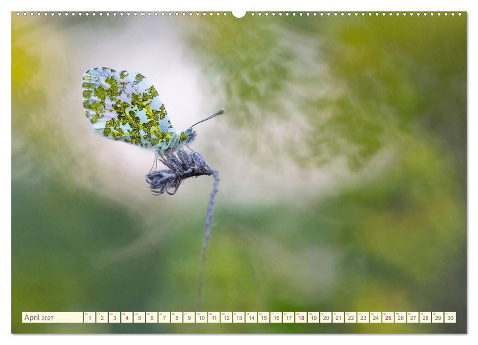Schmetterlinge in zauberhaften Blumenwiesen (CALVENDO Wandkalender 2027)