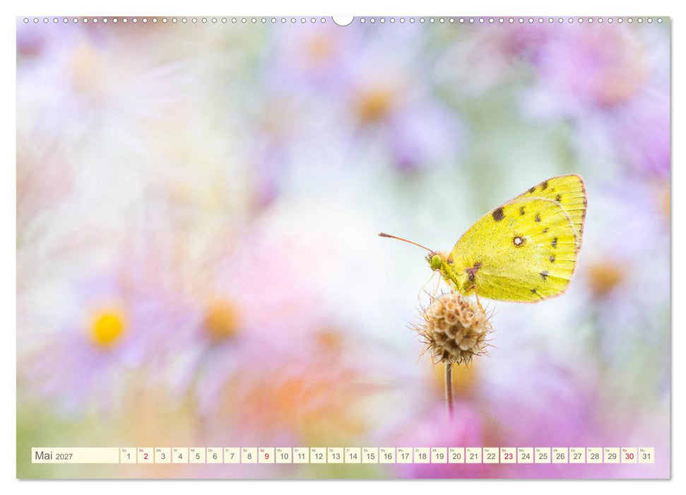 Schmetterlinge in zauberhaften Blumenwiesen (CALVENDO Wandkalender 2027)