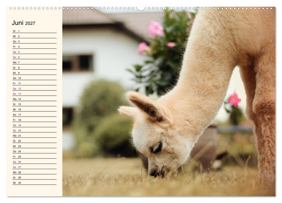 Alpakas im Blumenzauber (CALVENDO Wandkalender 2027)