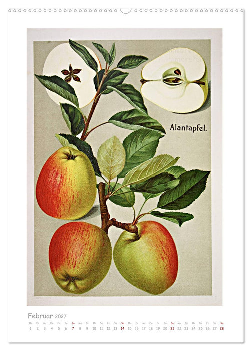 Äpfel/Appels. Alte ostfriesische Sorten (CALVENDO Premium Wandkalender 2027)