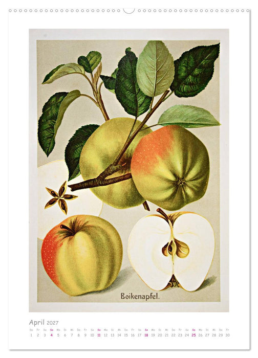 Äpfel/Appels. Alte ostfriesische Sorten (CALVENDO Premium Wandkalender 2027)