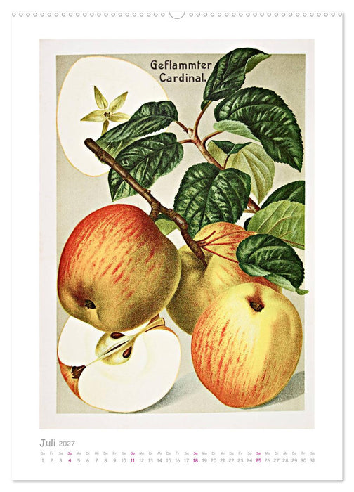 Äpfel/Appels. Alte ostfriesische Sorten (CALVENDO Premium Wandkalender 2027)