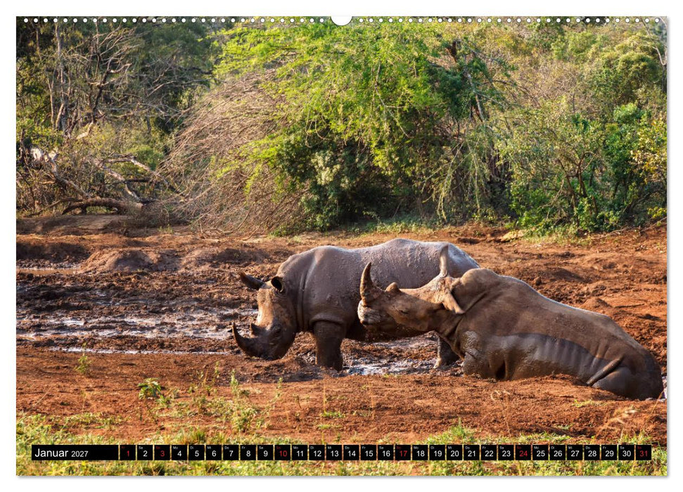Afrikas Tierwelt: Nashörner (CALVENDO Premium Wandkalender 2027)