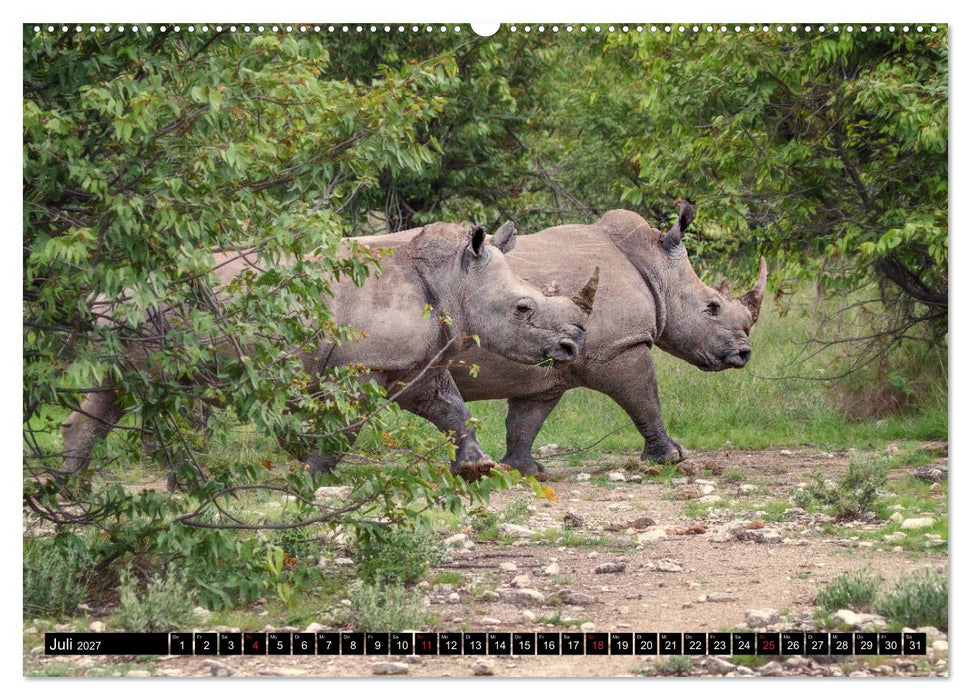 Afrikas Tierwelt: Nashörner (CALVENDO Premium Wandkalender 2027)