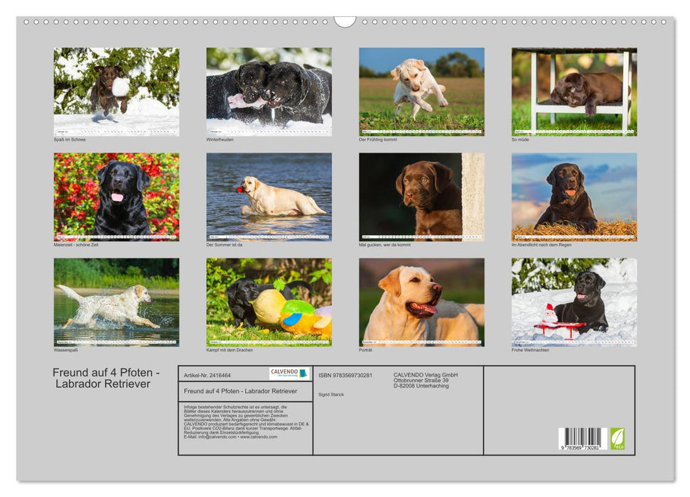 Freund auf 4 Pfoten - Labrador Retriever (CALVENDO Wandkalender 2027)