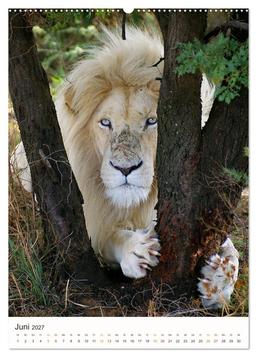 FAZINATION AFRIKA TIER PORTRAITS (CALVENDO Premium Wandkalender 2027)