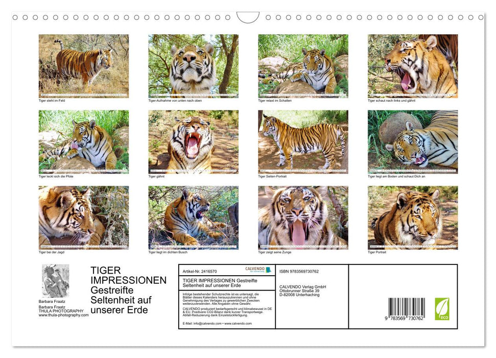 TIGER IMPRESSIONEN Gestreifte Seltenheit auf unserer Erde (CALVENDO Wandkalender 2027)