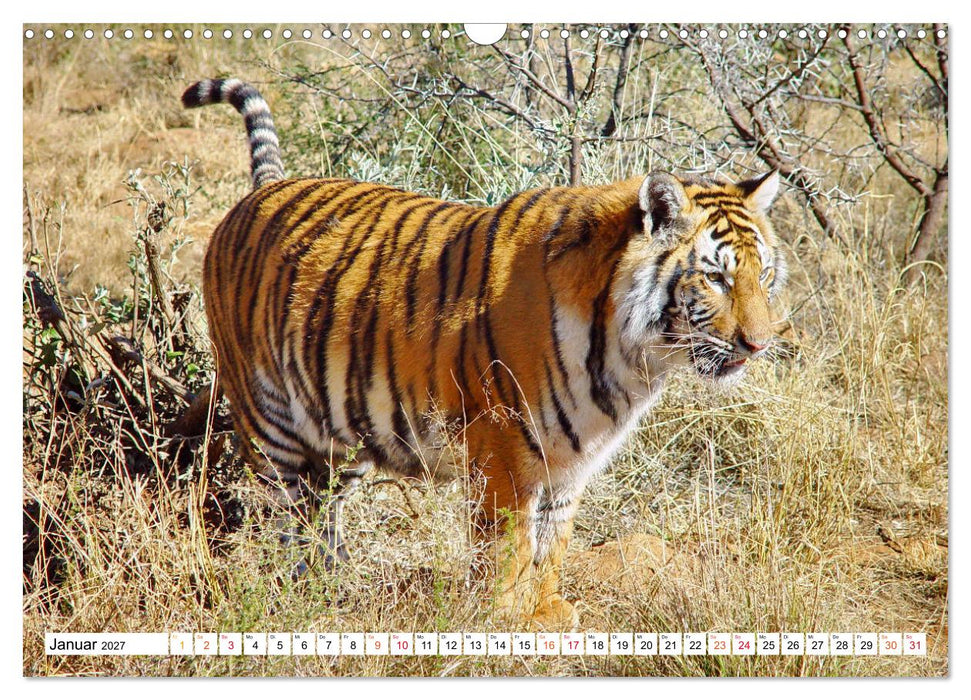 TIGER IMPRESSIONEN Gestreifte Seltenheit auf unserer Erde (CALVENDO Wandkalender 2027)