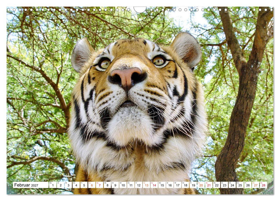 TIGER IMPRESSIONEN Gestreifte Seltenheit auf unserer Erde (CALVENDO Wandkalender 2027)