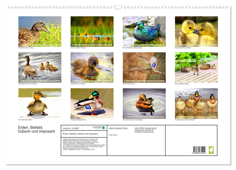 Enten. Beliebt, hübsch und imposant (CALVENDO Wandkalender 2027)